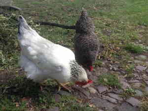 die Stadthühner CC0