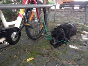 Ronja die Fahrradwächterin CC0